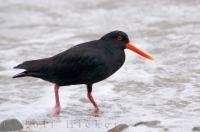 Completely black and featuring a distinctive bright orange bill, the Variable Oystercatcher is a wading bird endemic to New Zealand. They range in colours from pied to mottled and black, most of the South Island species are completely black.