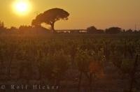 Near the village of Aigues Mortes in Provence, France, a sunset shines across a vineyard and a solitaire umbrella tree that stands in the backdrop.