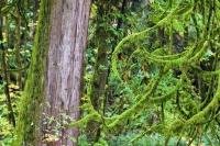 This vivid green moss covers tree branches and the trunk of a western red cedar tree in the rain forest of Goldstream Provinical Park. Due to the temperature and climate of this region, this foliage is common in this part of Vancouver Island.
