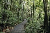 A boardwalk meanders through the rainforest amongst the tall Kauri trees in the Waipoua Forest on the North Island of New Zealand.