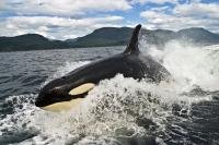 Amazing action can be experienced when a killer whale (orca) decides to catch a ride beside or behind a boat, also known as wake riding.