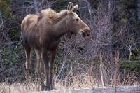 A moose wandering through private property in St. Lunaire-Griquet in Newfoundland, Canada grazes on all of the vegetation surrounding him.