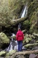 A woman views the Merriman Falls waterfall near Quinault Lake in the Olympic National Park of Washington, USA.