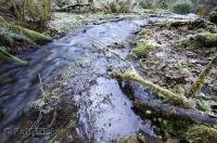 A constant cycle of water rushes through the Queets River Area in the Olympic National Park of Washington.