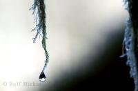 Some small streams in the Queets River Area are made up of many water droplets collected on rainforest plants.