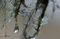 Several droplets of water form from the hanging mosses in the rainforest of the Queets River Area in the Olympic National Park of Washington, USA.