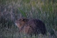 The wetlands Coypu resting in the long grass in Parc Naturel Regional de Camargue in Provence, France.