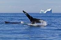 Two humpback whales playing, one showing its tail, in front of an iceberg in the Atlantic Ocean off the Newfoundland coast, Newfoundland Labrador, Canada.