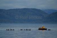 A whale research boat travels with a pod of Orca Whales