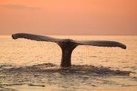 Photo of a Humpback Whale Tail with beautiful sunset taken on a whale watching tours