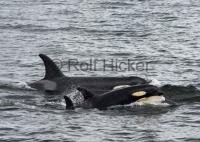 A popular tourist activity is whale watching in BC, british Columbia