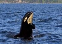 A young baby orca whale spy hops in front of a bc whale watching boat in Johnstone Strait off Vancouver Island to get a better look at its surroundings.