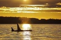 A whale watching trip comes to an end as the sunset colors reflect off the surface of the ocean off Northern Vancouver Island, BC as a couple of Killer Whales pass by.