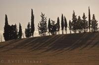 Trees sway in the breeze as they stand atop a hill surrounded by a wheat field in Zaragoza, Aragon in Spain, Europe.