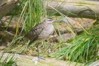 One of the species of bird at the Biodome in Montreal is the Whimbrel.