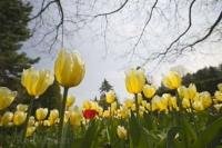 The Cullen Gardens are situated in Whitby, Ontario, Canada.