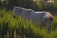A beautiful white horse grazes peacefully on the tall grass in the Camargue in the Bouches du Rhone region of France. The agile Camargue horse is actually born black or dark brown developing its white coat over time.