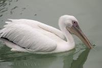 L'Oceanografic in Valencia, Spain in Europe is home to this white pelican and some of his mates.