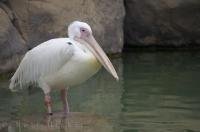 A white pelican stands in the shallow water on a rock at the L'Oceanografic in Valencia, Spain in Europe.