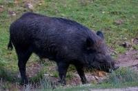 A Black Wild Boar wandering around the grassland of Parc Omega in Montebello, Outaouais, Quebec in Canada.