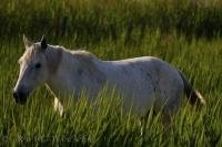 Roaming free and wild, a Camargue horse in the Parc Naturel Regional de Camargue in the Bouches du Rhone, Provence, France.
