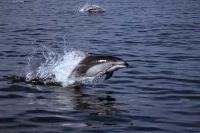 The best way to see dolphins is in the wild in the waters surrounding Vancouver Island in British Columbia, Canada.