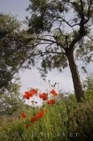 Amongst the olive tree terraces in the village of Moustiers Ste Marie in Provence, France, a wildflower mixture grows, but the red poppies are the prominent flowers.