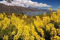 Yellow Tree Lupins are a wildflower which grows in abundance along the roadside in Central Otago.