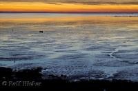 The tidal flats of Willapa Bay shine during sunset on the near Tokeland in Washington, USA.