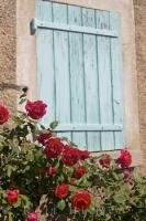 A rose bush full of red flowers looks attractive beside a closed blue window shutter in the village of Gourdon, Alpes Maritimes, Provence, France.