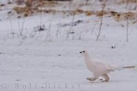 Barely visible against the winter landscape in Churchill, Manitoba, a Willow Ptarmigan almost sneaks by in this picture.