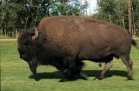 A large wood bison running through the green field in Elk Island National Park in Alberta, Canada.