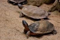 Wood turtles slowly make their way across the landscape in the Laurentian Forest at the Biodome de Montreal in Montreal, Quebec which gives us plenty of time to snap their picture.
