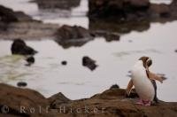 Scratching is one type of behavior a Yellow-eyed Penguin does often, especially after returning to land in Otago, New Zealand where people can observe these cute birds.