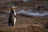 The Yellow Eyed Penguin is a protected endemic bird species found in the South Island of New Zealand.