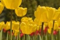 The beautiful tulip flowers with their brilliant yellow colour at the Cullen Gardens and Miniature Village in Whitby, Ontario.