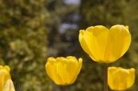 Dancing in the light spring breeze the yellow cups of these tulip flowers put on a brilliant display at the Cullen Gardens and Miniature Village in Whitby, Ontario.