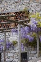 The fragrant Wisteria Sinensis clings to the side of a house in Lucchio, Tuscany in Italy, Europe.