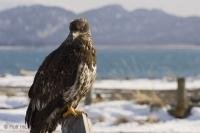 A young eagle perches in a parking lot on Homer Spit, Alaska.