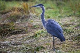 photo of Beautiful Blue Heron