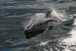 photo of white sided dolphin