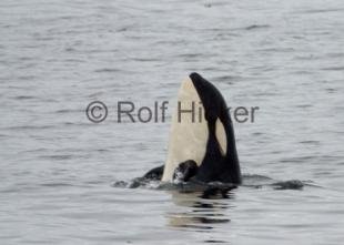 photo of Orca Whales A73 Spyhopping