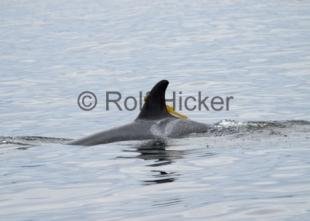 photo of orca whale