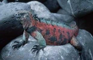 photo of Pictures Of Iguanas
