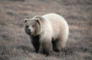 photo of ursus arctos horribilis Inland Grizzly Bear