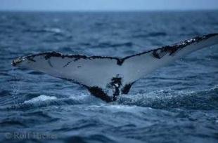 photo of Humpback Whale Fluke Diving