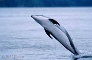 photo of the dolphin