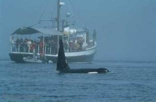 photo of Wooden Boat Orcas Whale Pictures