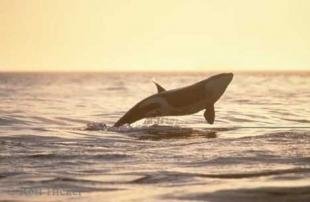 photo of breaching killer whale