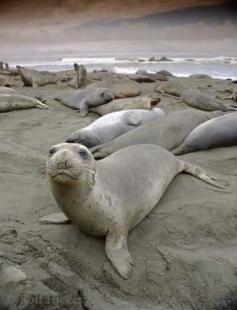 photo of elephant seal